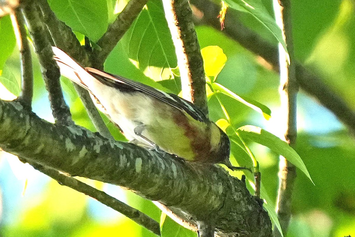 Bay-breasted Warbler - Robert Goss