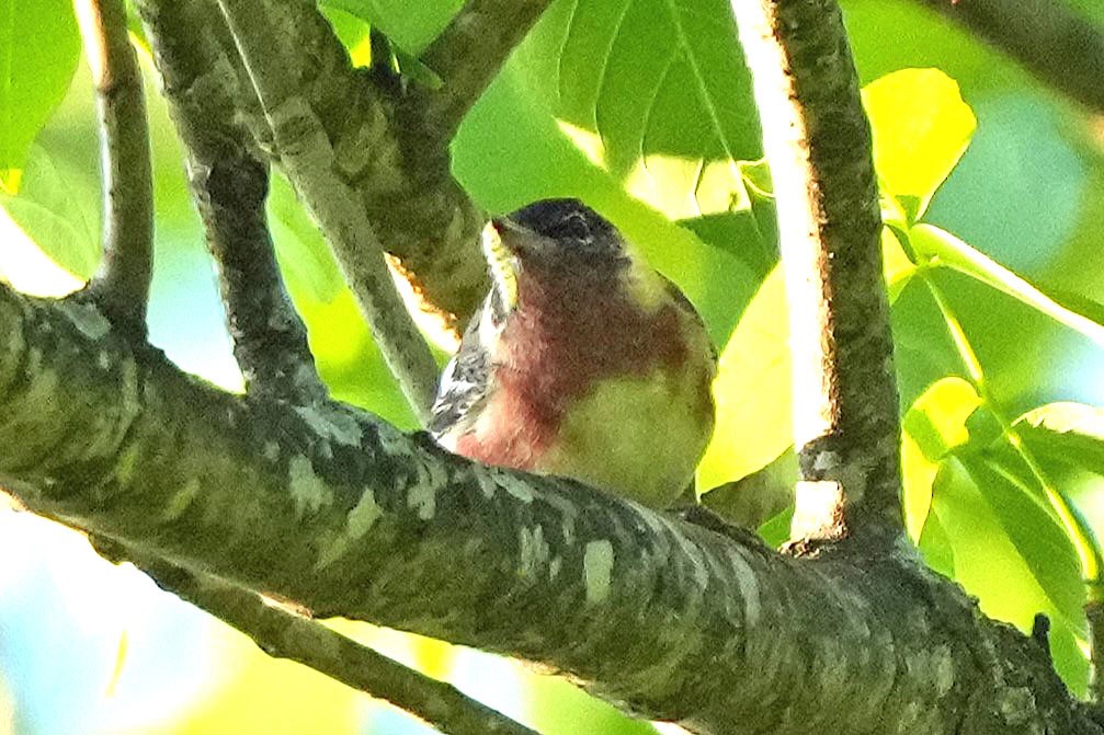 Bay-breasted Warbler - Robert Goss