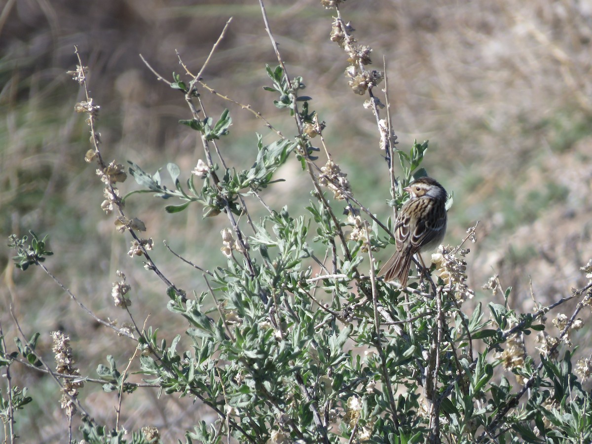 Clay-colored Sparrow - ML618302817
