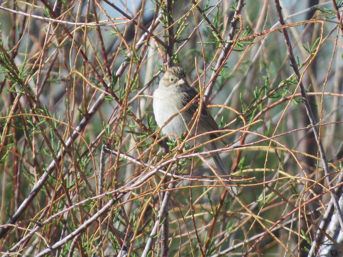 Brewer's Sparrow - ML618302868