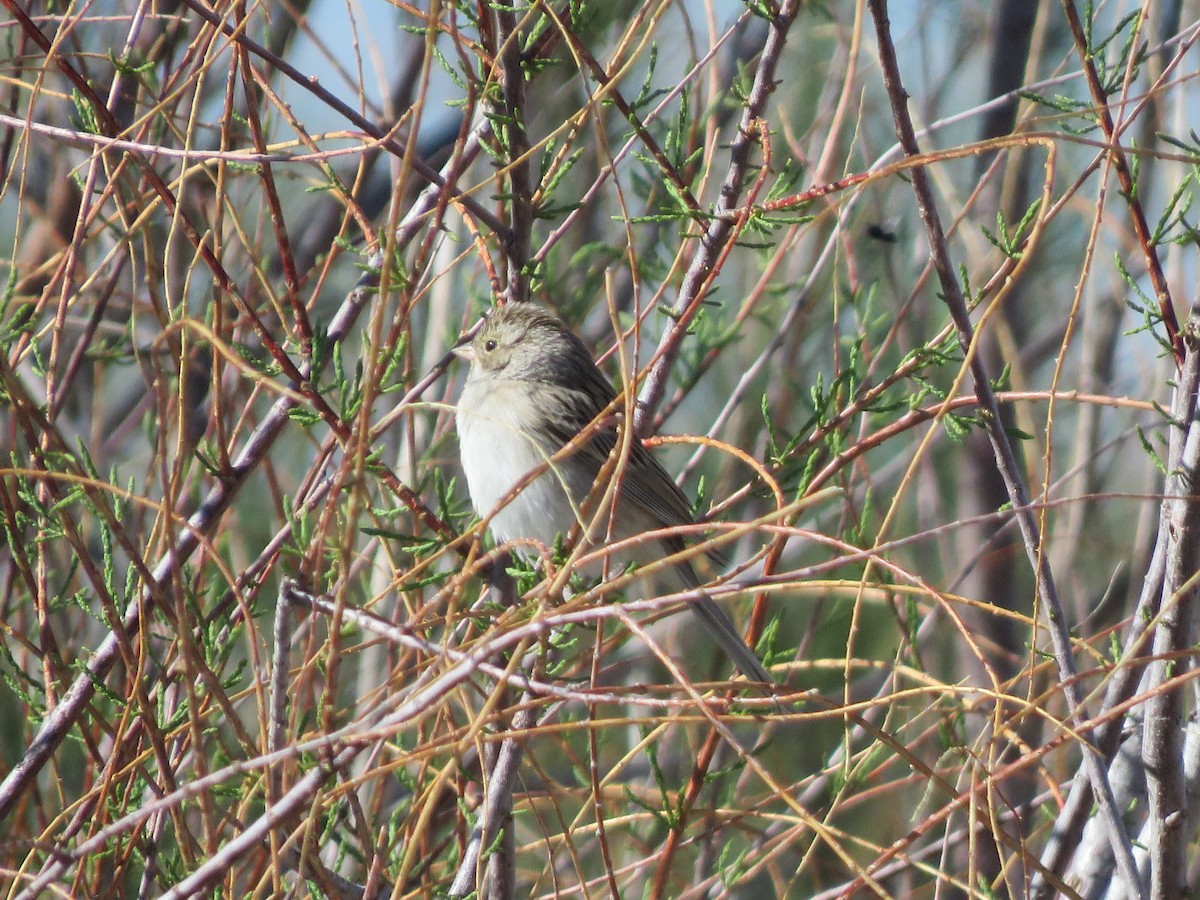 Brewer's Sparrow - ML618302869