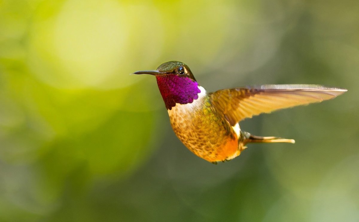 Magenta-throated Woodstar - ML618302882