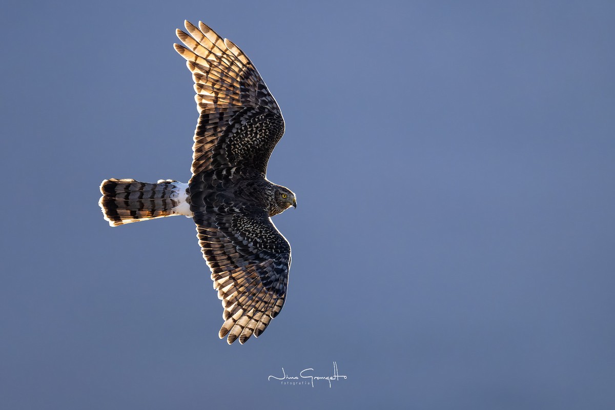 Cinereous Harrier - ML618302885