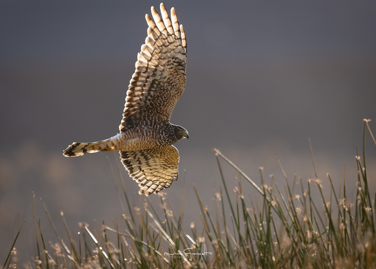 Cinereous Harrier - ML618302886