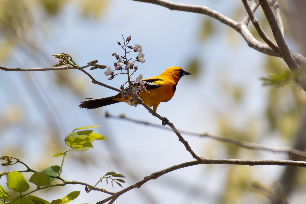 Orange Oriole - ML618302902