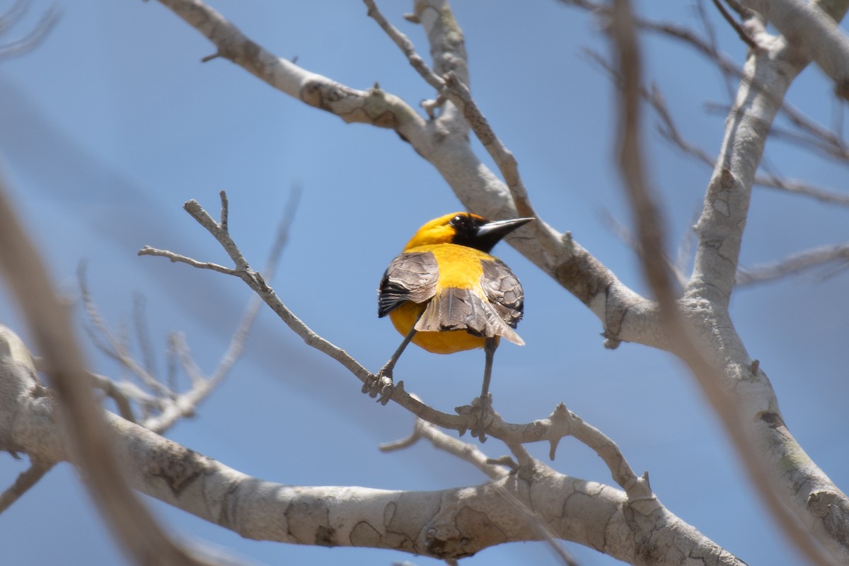 Orange Oriole - ML618302903