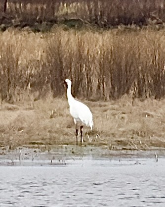 Whooping Crane - Jeffrey Velline