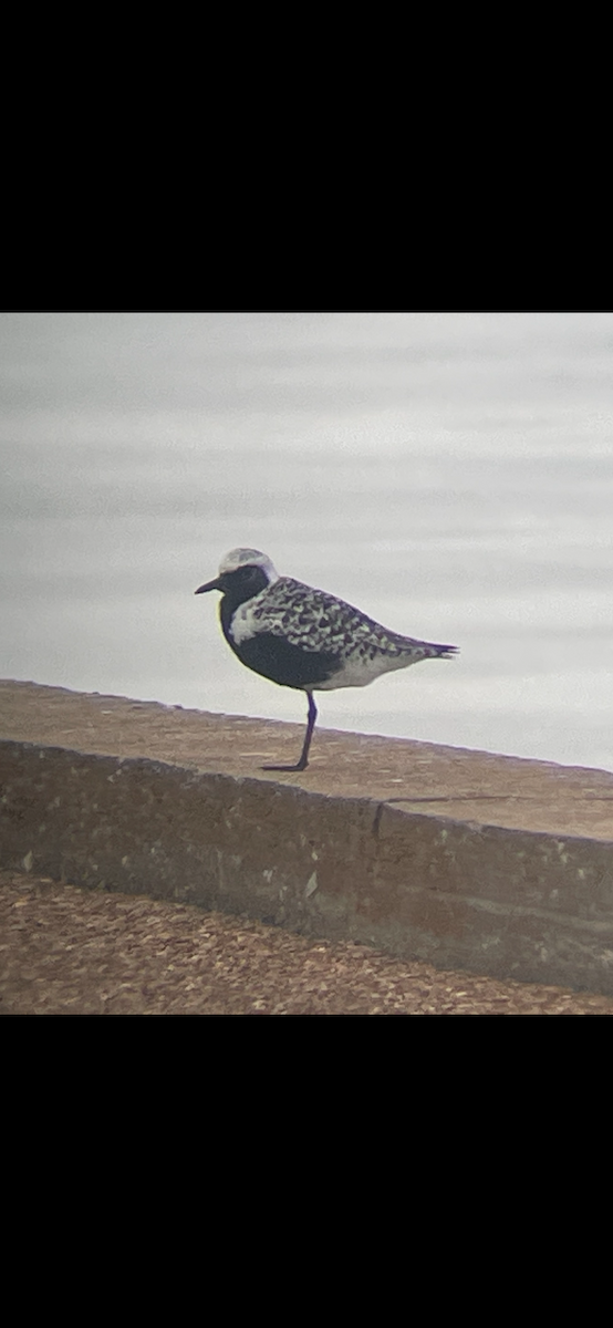 Black-bellied Plover - Caine Kelso