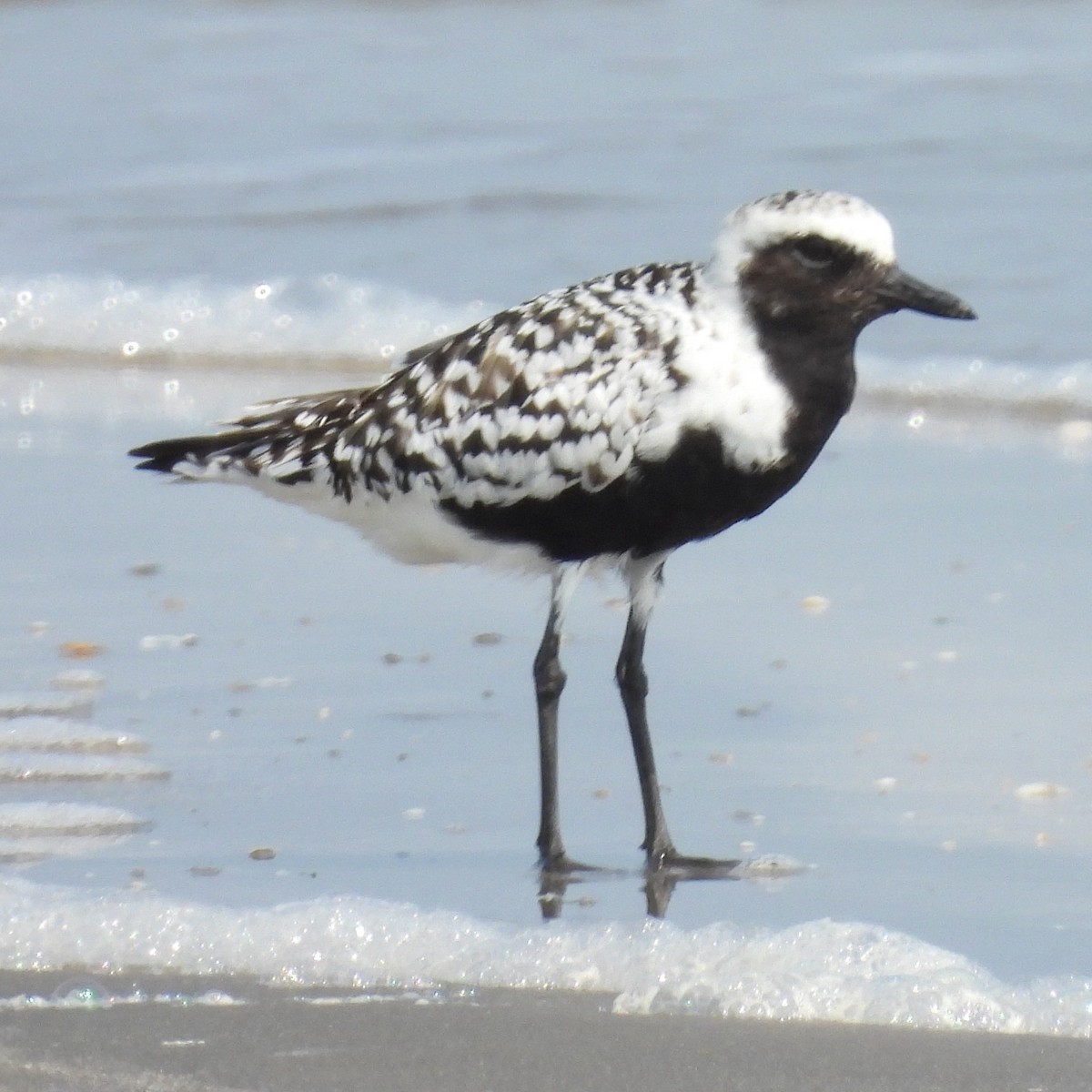 Black-bellied Plover - ML618302972