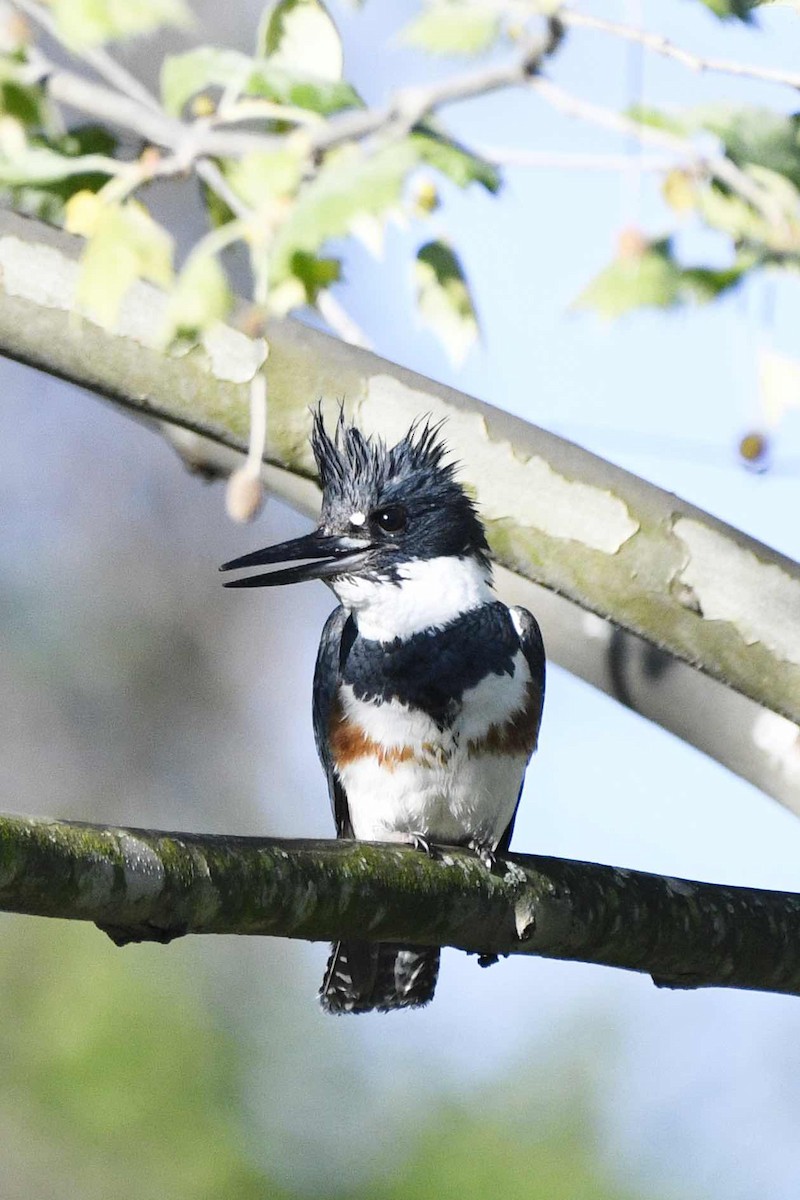 Belted Kingfisher - Carol Cobb