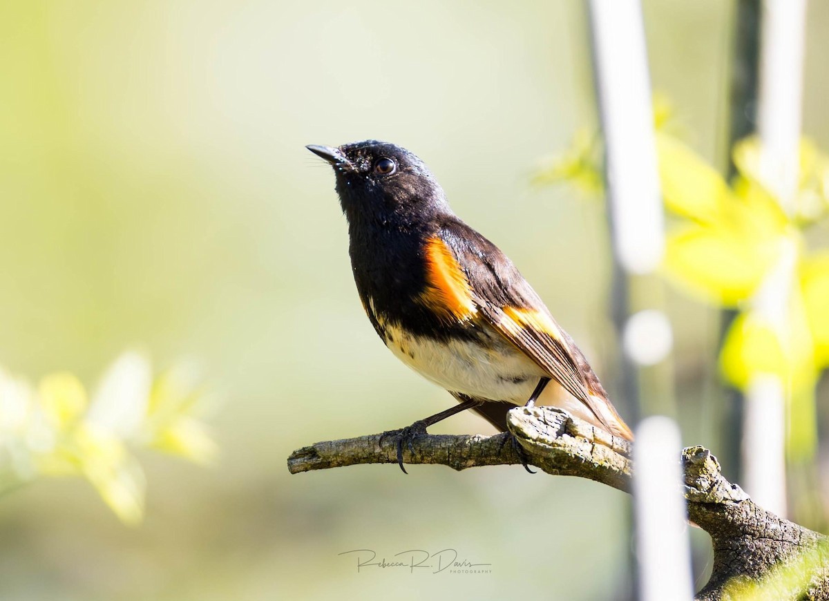 American Redstart - rebecca davis