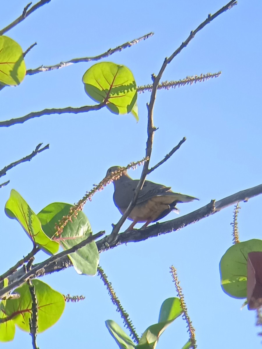 Mourning Dove - Vladimir Cañizares