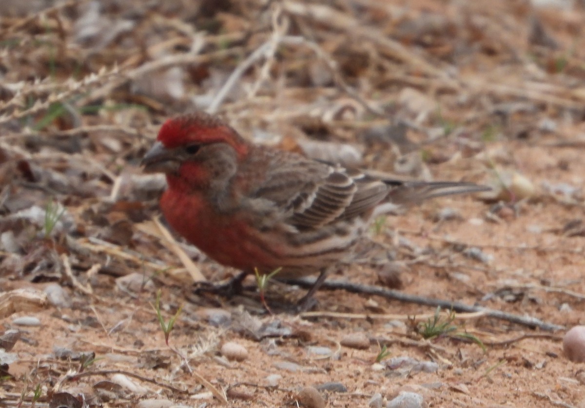 House Finch - ML618303053