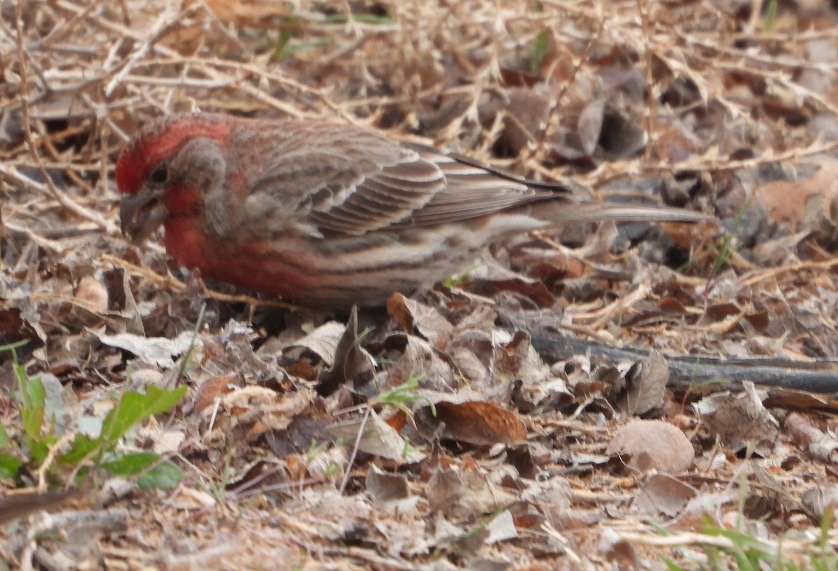 House Finch - ML618303054