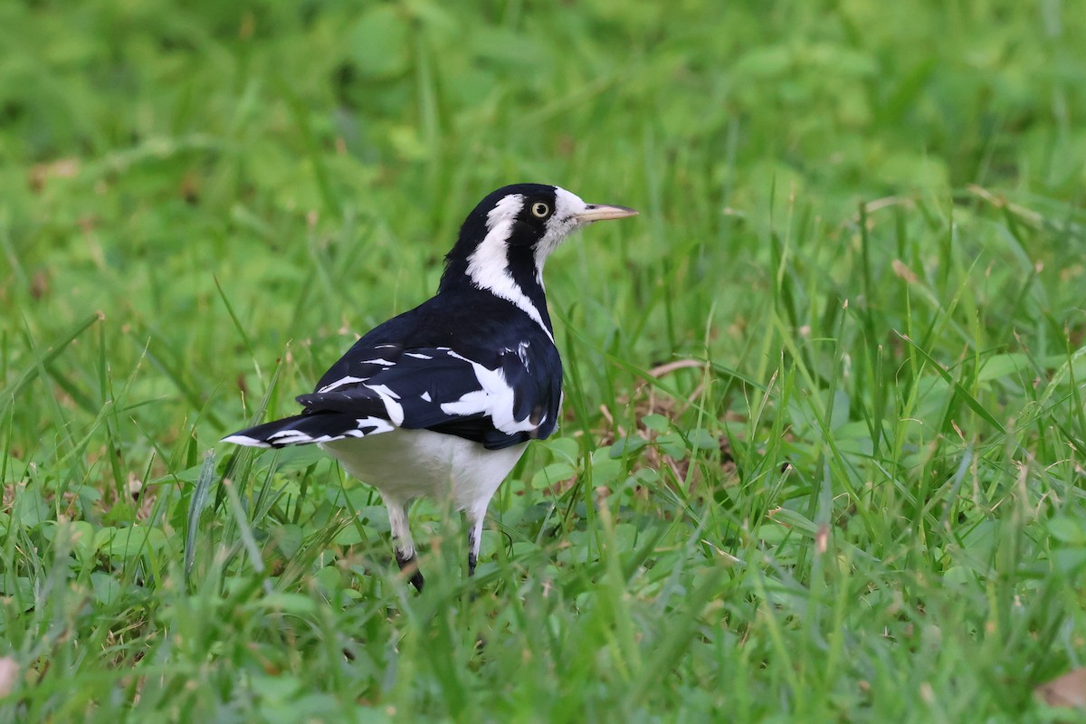 Magpie-lark - Dennis Devers