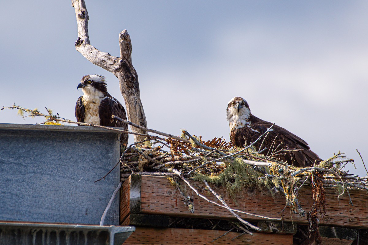 Osprey - ML618303077