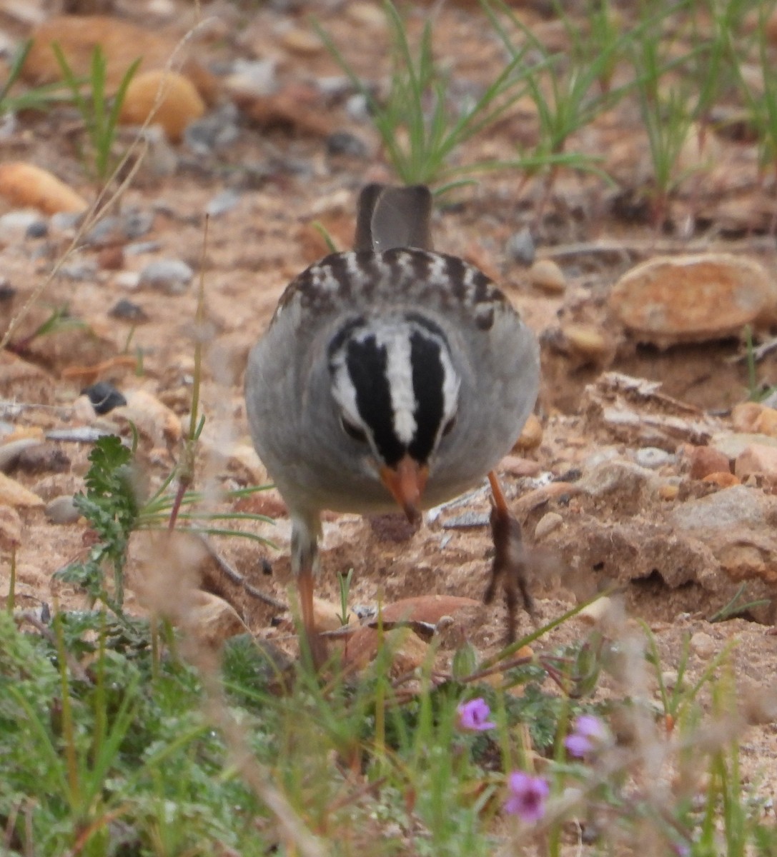 White-crowned Sparrow - ML618303080