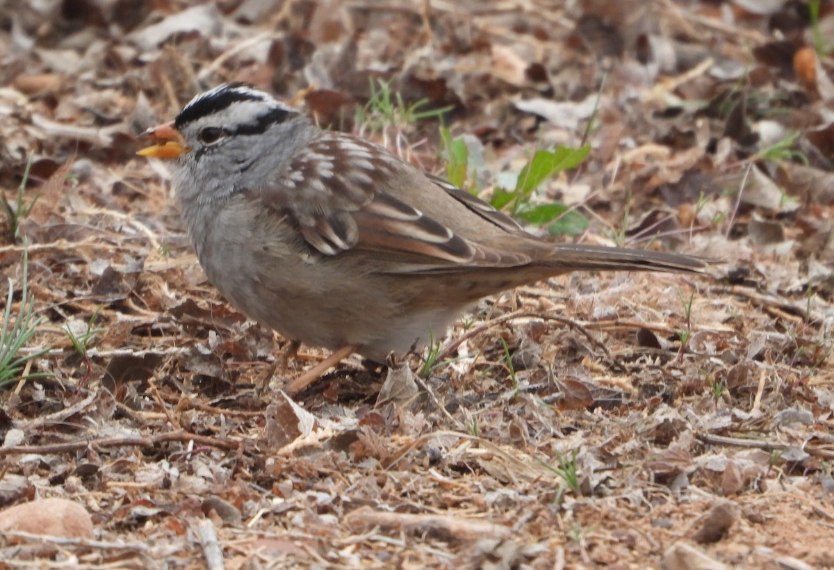 White-crowned Sparrow - ML618303081