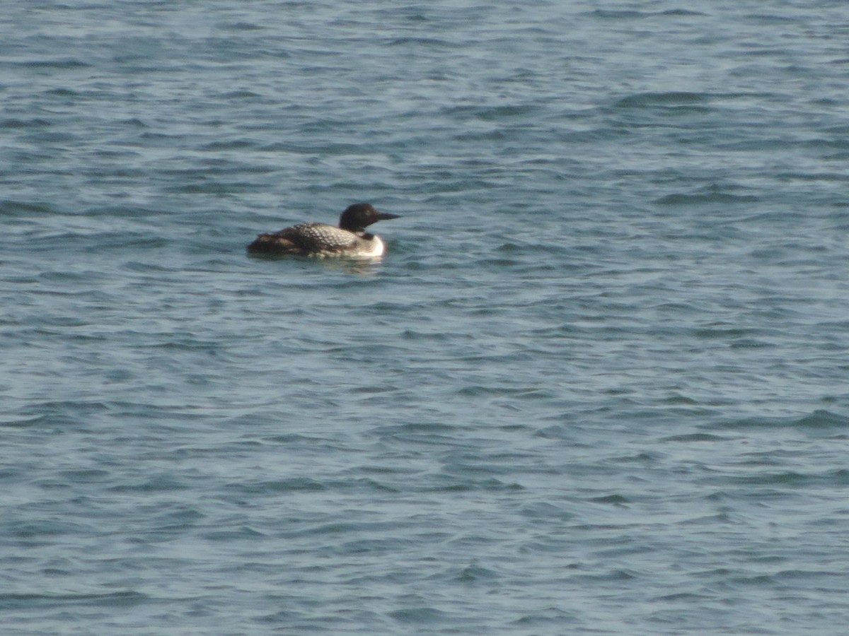 Common Loon - T Cross