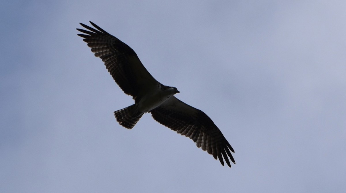 Águila Pescadora - ML618303119