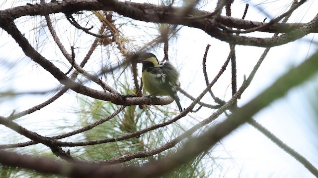 Elegant Tit - ML618303120