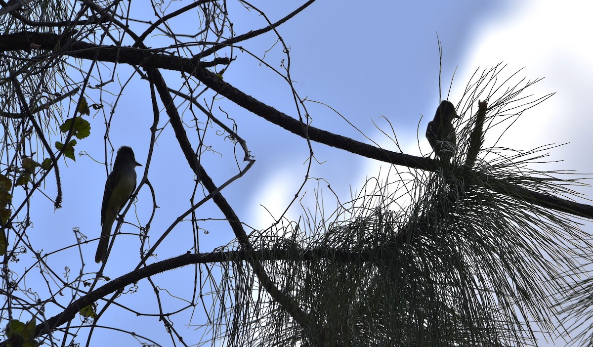 Great Crested Flycatcher - ML618303137