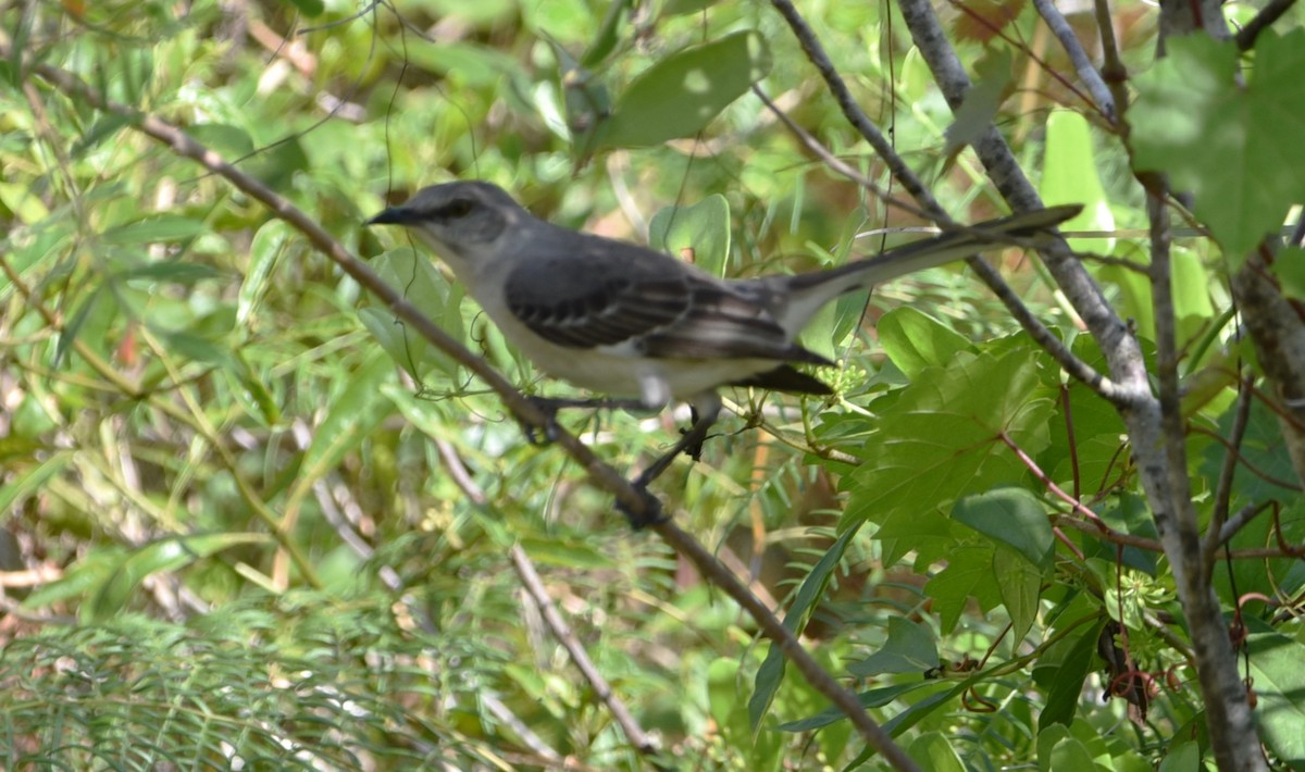 Northern Mockingbird - Stewart Reed