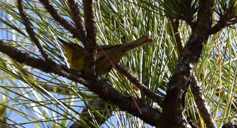 Palm Warbler - Stewart Reed