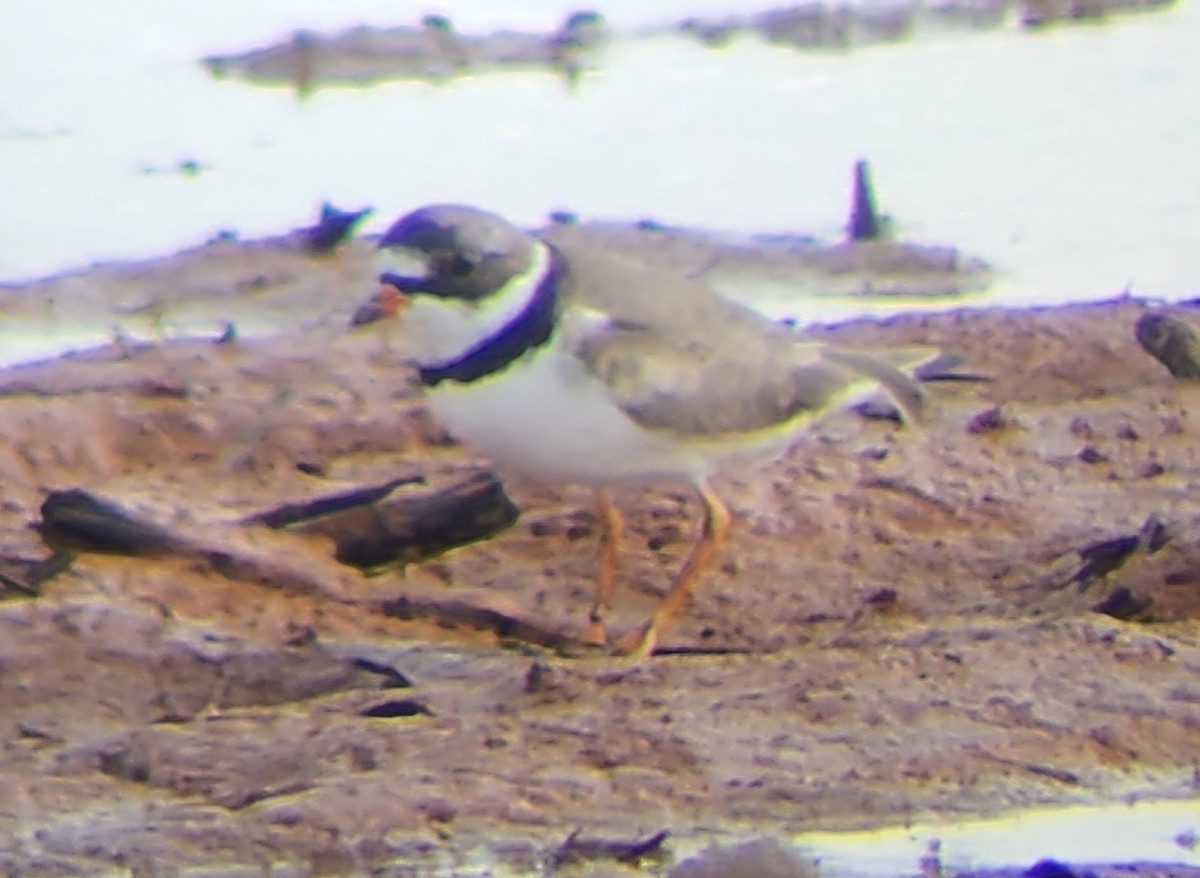 חופמי אמריקני - ML618303176