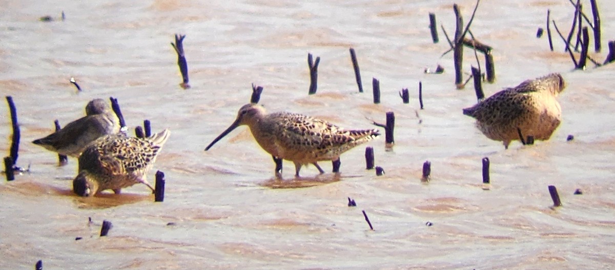 Short-billed Dowitcher - ML618303230