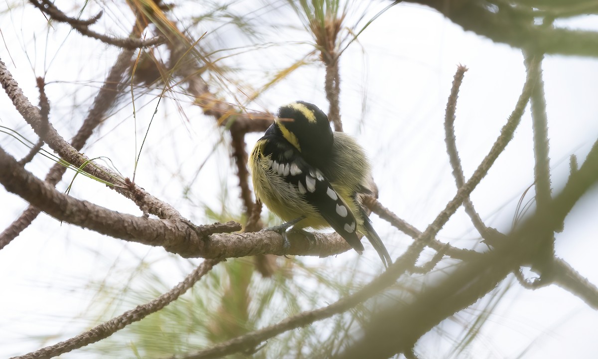 Mésange élégante - ML618303236