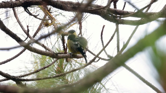 Elegant Tit - ML618303245