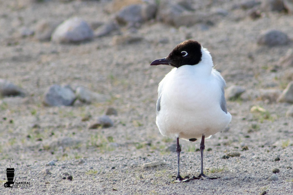 Andean Gull - ML618303250