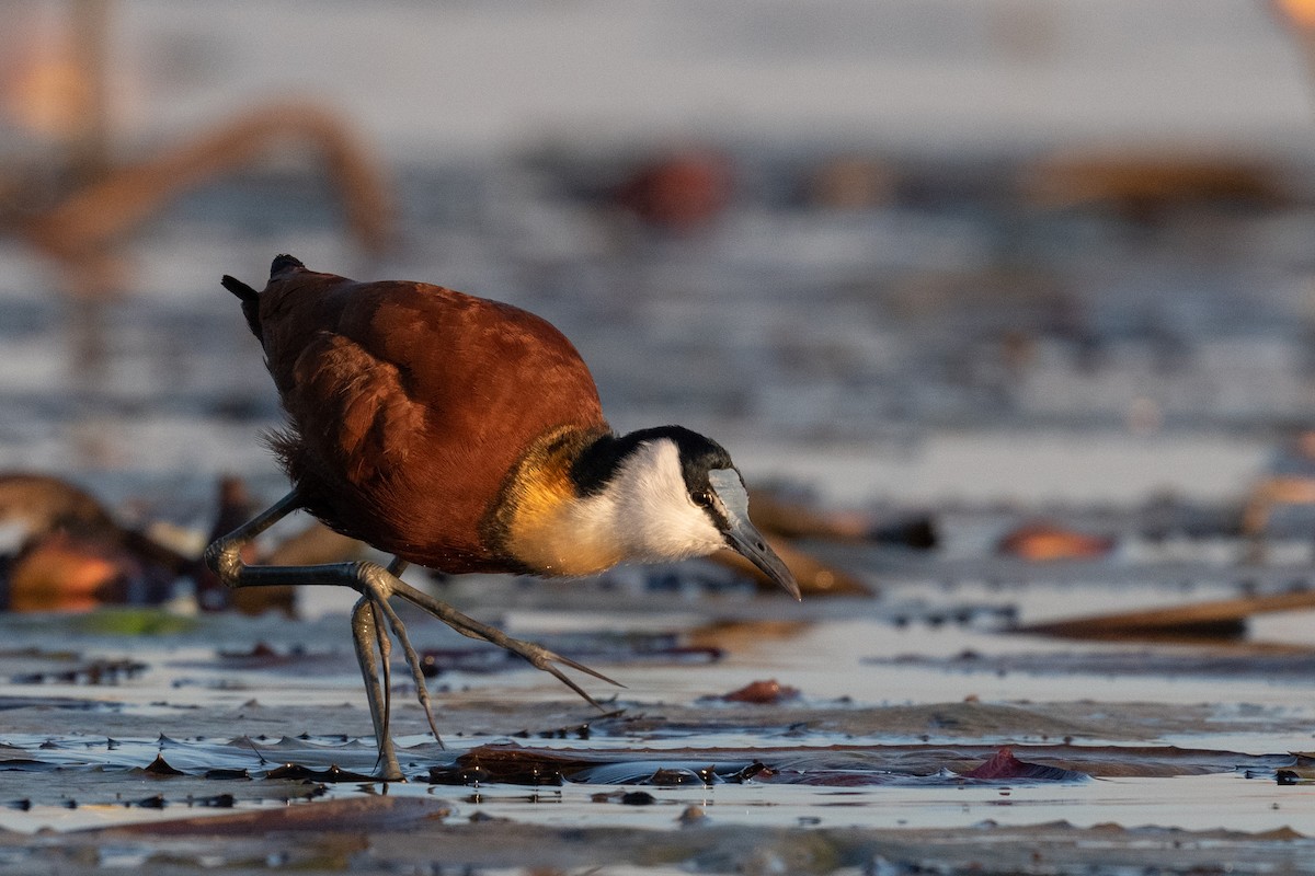 African Jacana - ML618303260