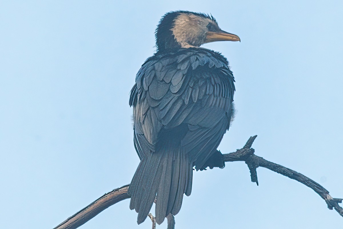 Little Pied Cormorant - ML618303307