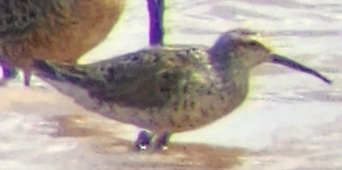 Stilt Sandpiper - ML618303313