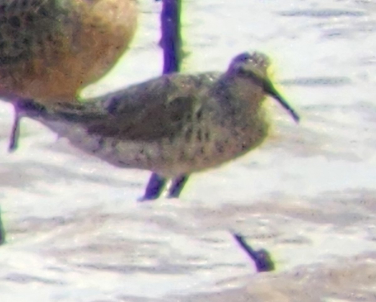 Stilt Sandpiper - Damien Simbeck