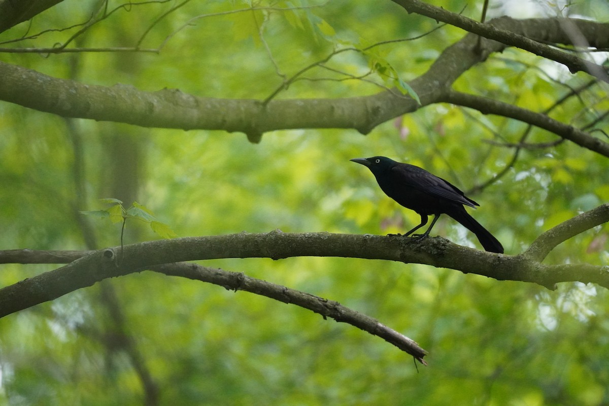 Common Grackle - Braydon Leary