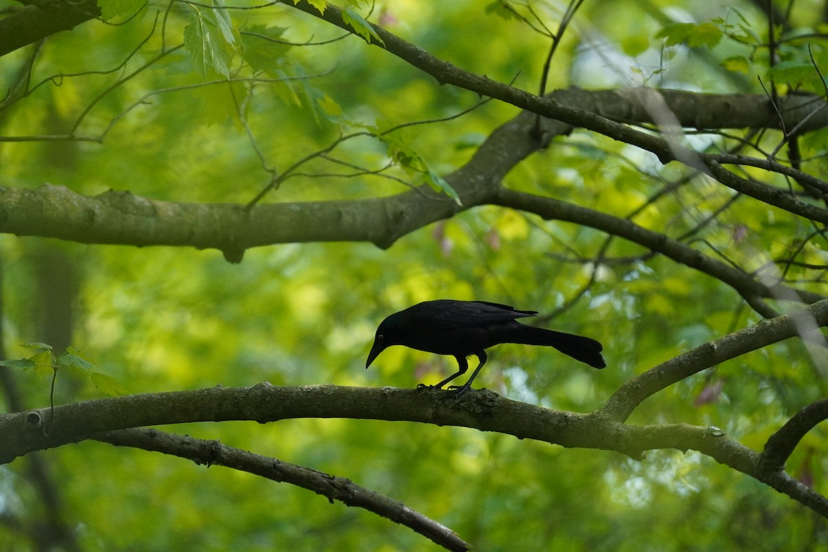 Common Grackle - Braydon Leary