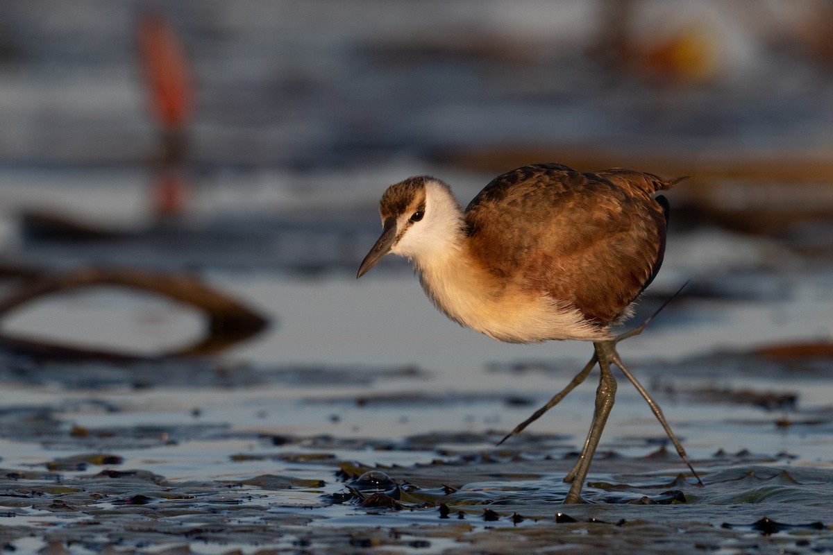 African Jacana - Ross Bartholomew