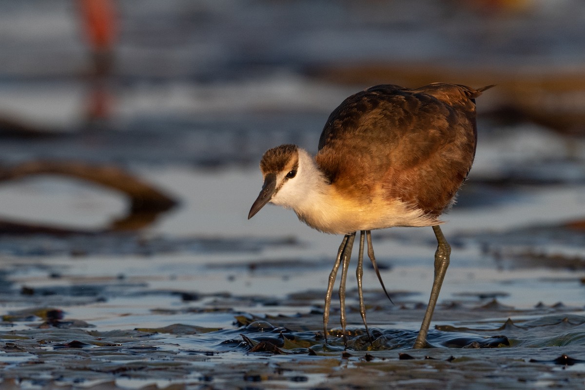 African Jacana - ML618303333