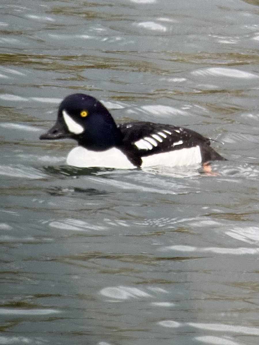 Barrow's Goldeneye - ML618303343