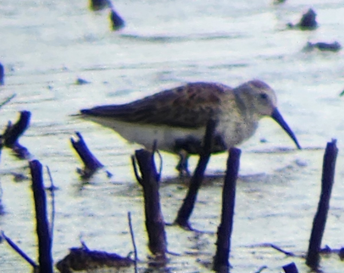 Dunlin - ML618303347