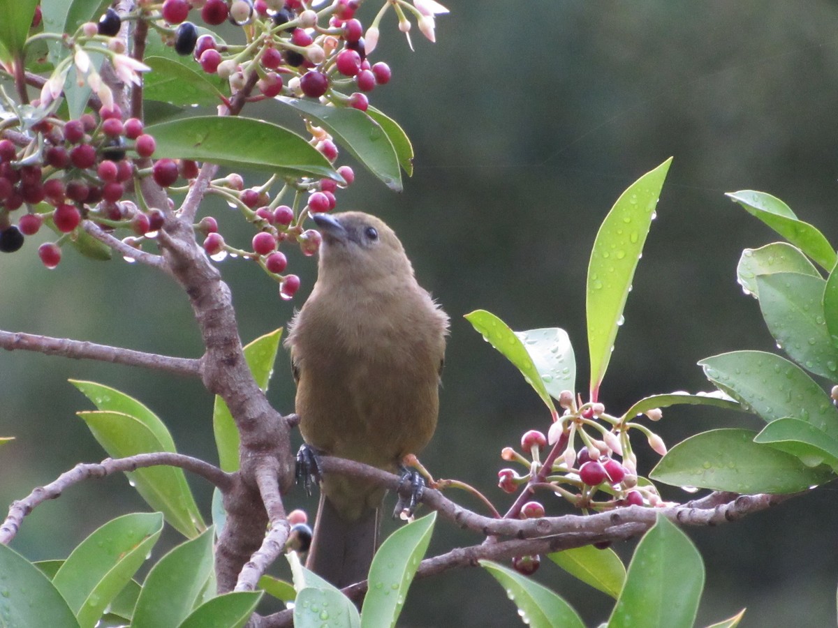 Palm Tanager - Antonio Sturion Junior