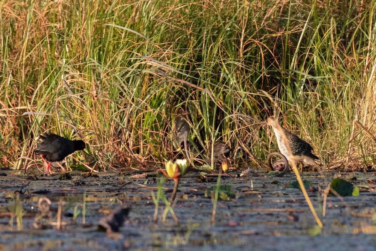 Black Crake - ML618303365