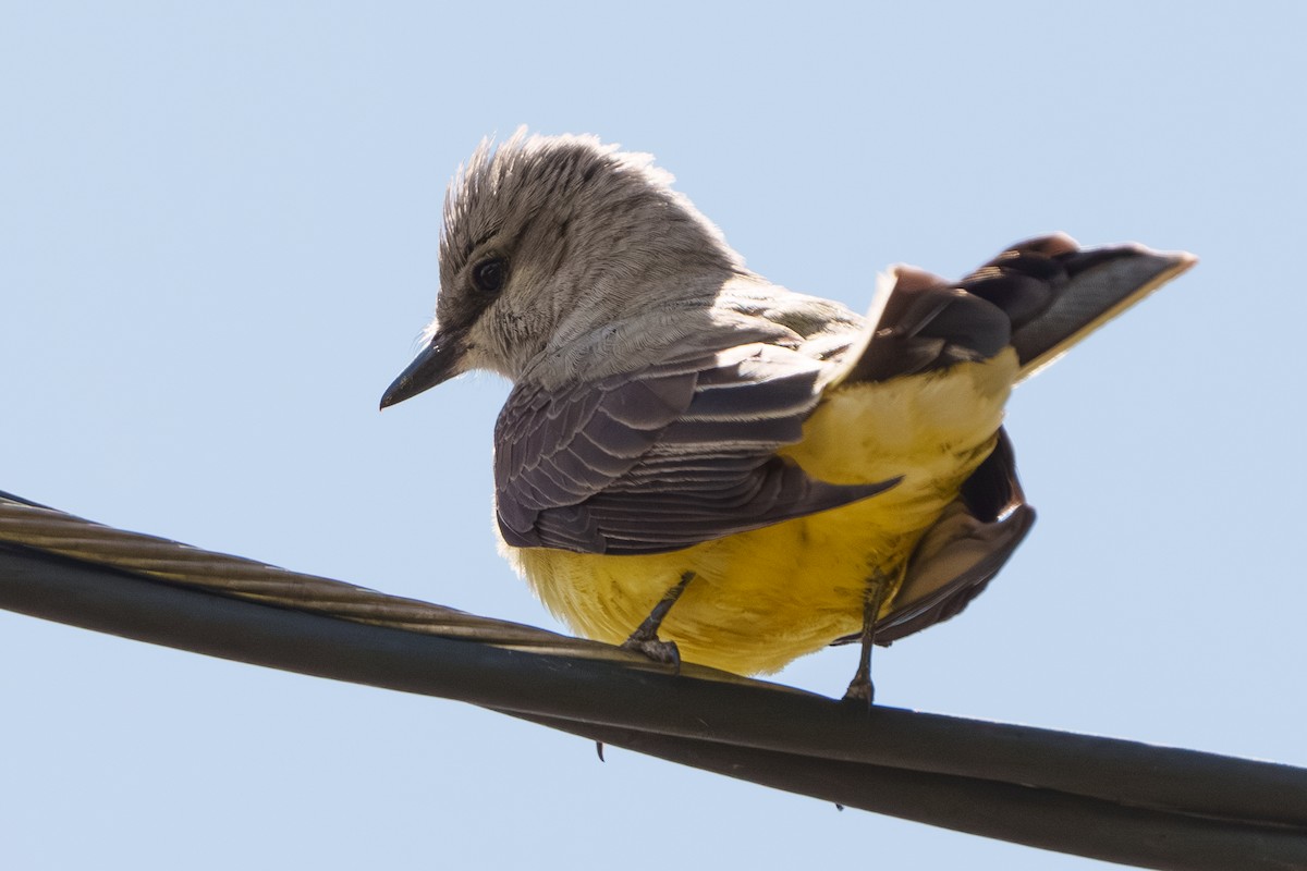 Western Kingbird - Lisa Hansen