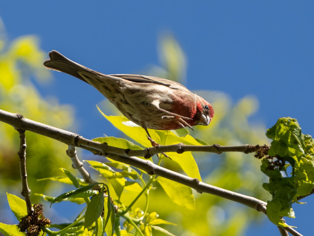 House Finch - ML618303382