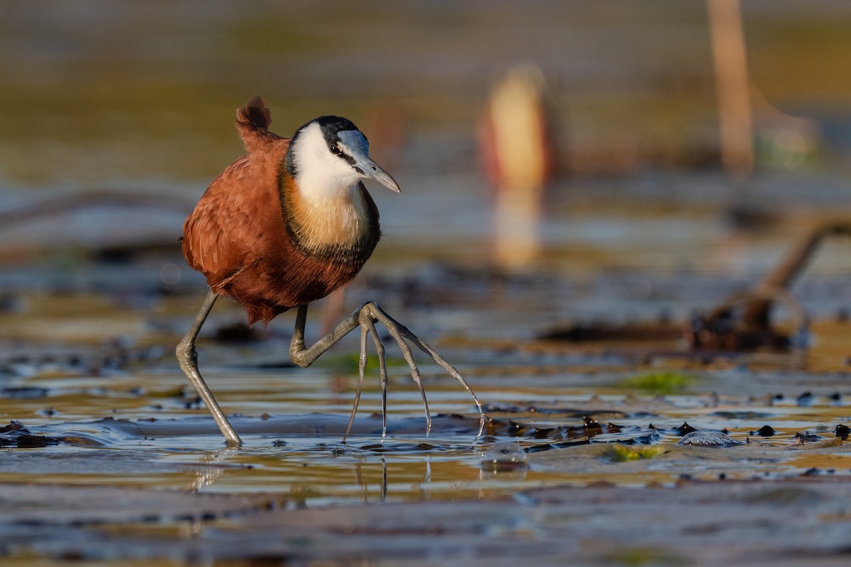 African Jacana - Ross Bartholomew