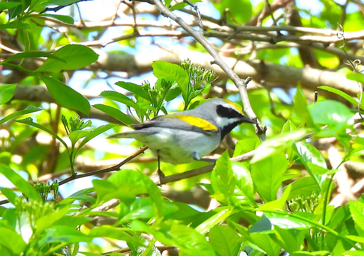 Golden-winged Warbler - Ted Floyd