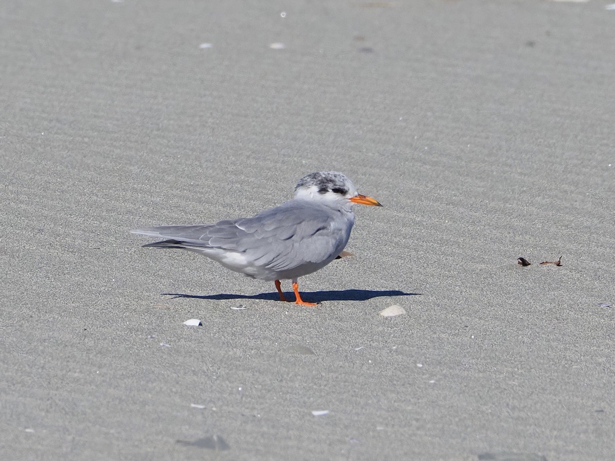 Black-fronted Tern - ML618303440